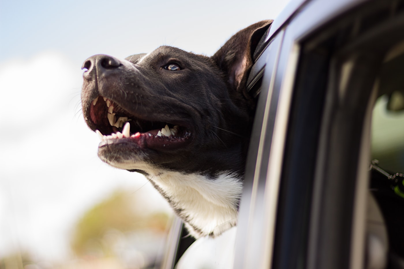 Cão olhando pela janela durante uma viagem