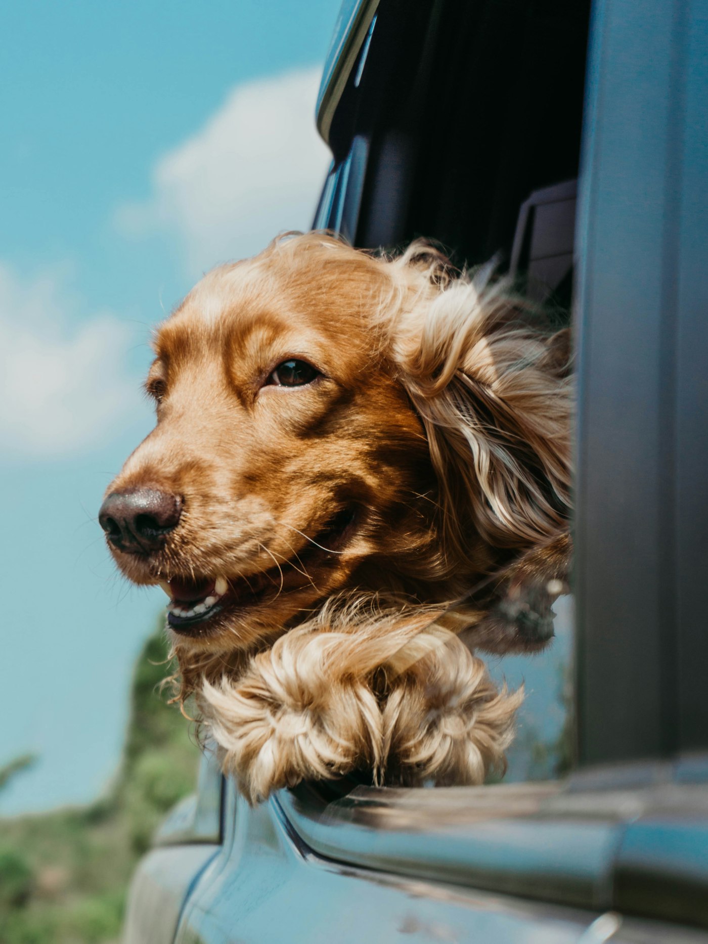 Cão calmo dentro do carro durante a viagem