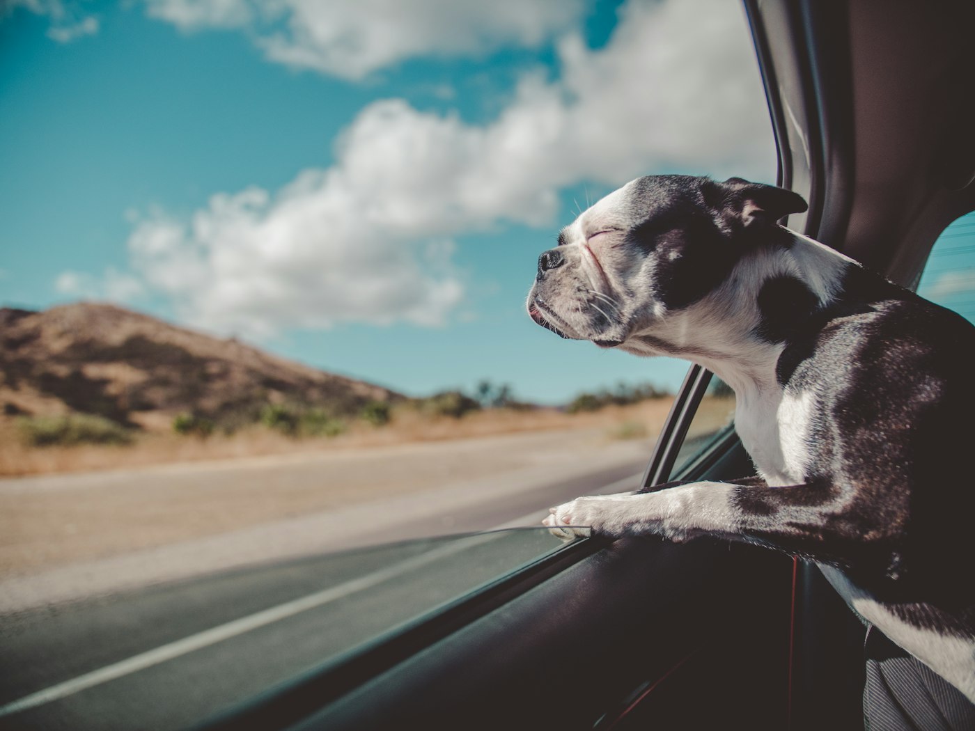 Cão acomodado dentro do veículo