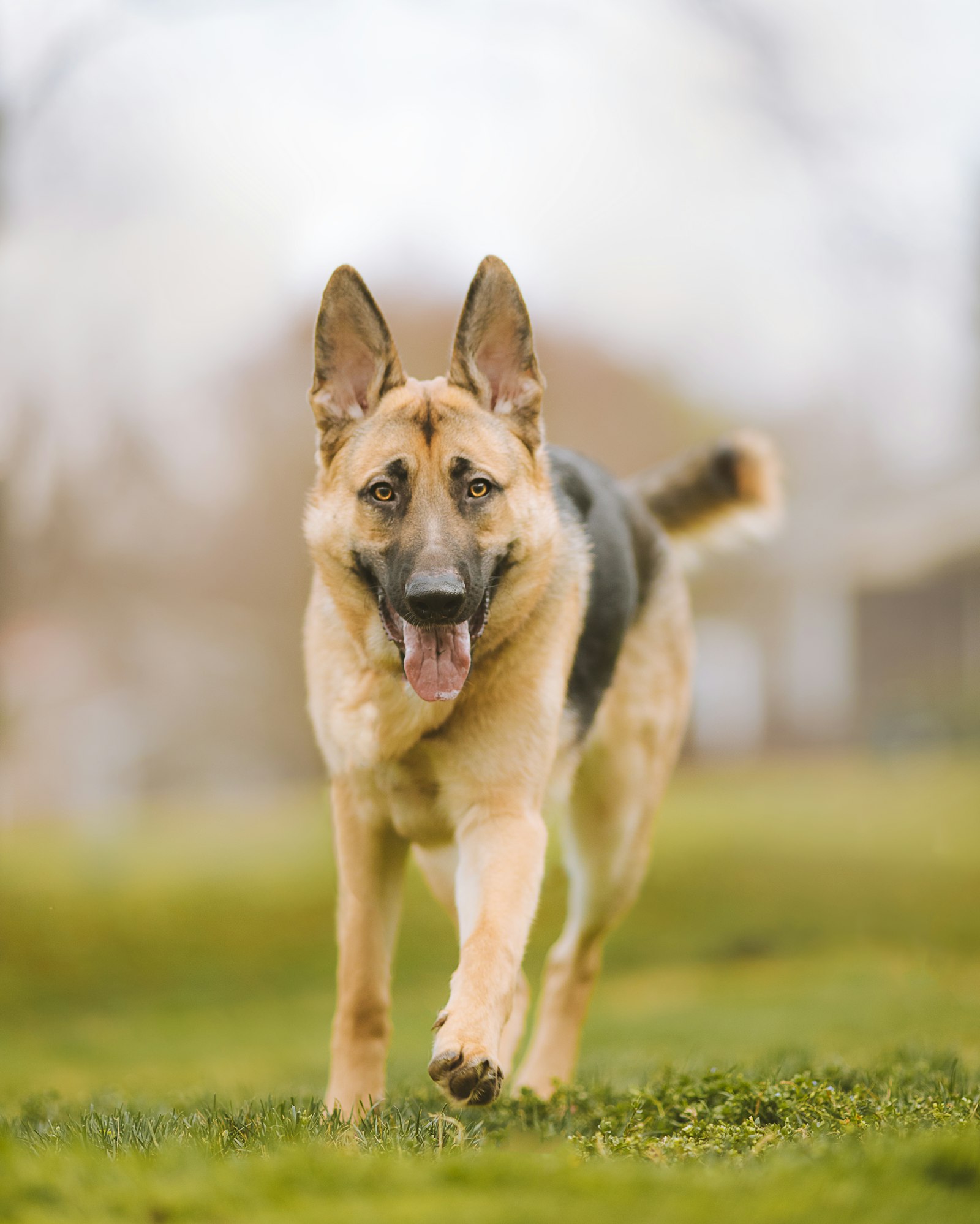 Cão em campo aberto ao ar livre