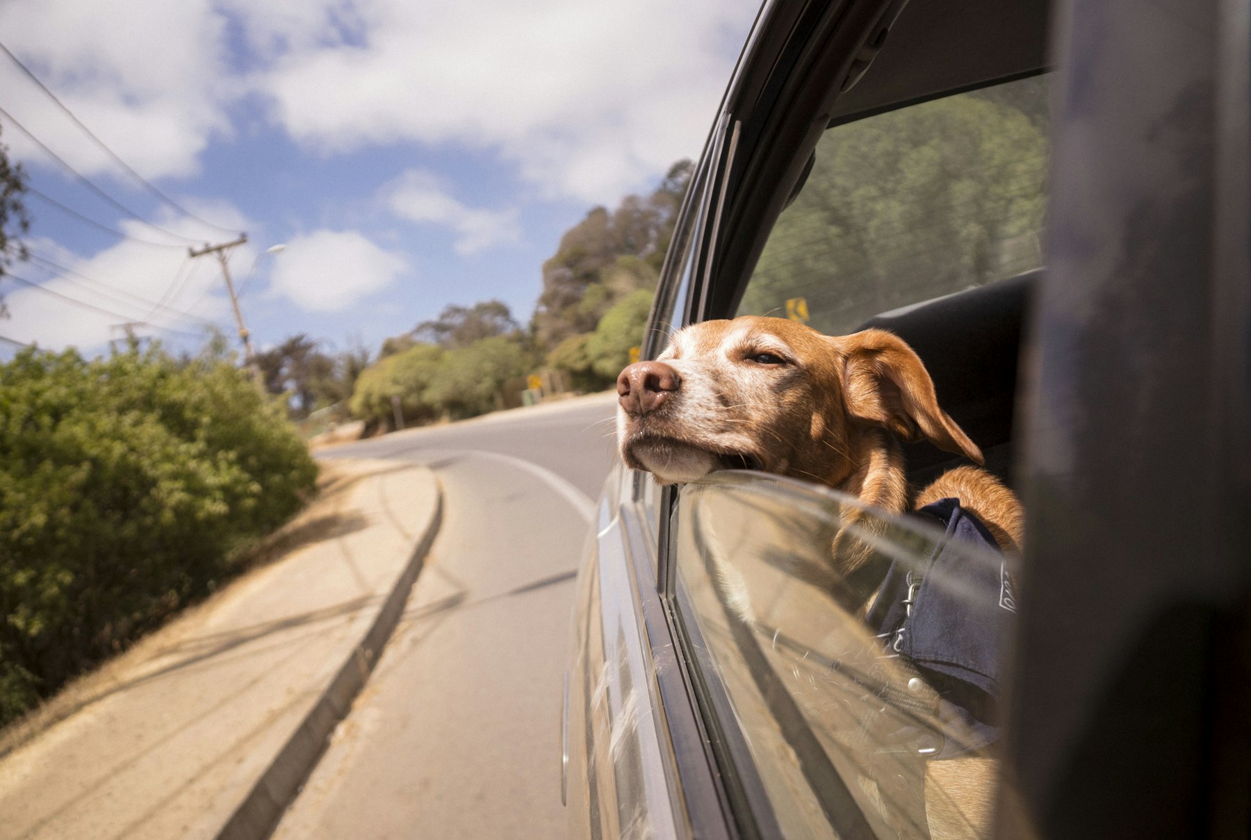 Cão sereno com a cabeça para fora da janela do carro em uma estrada