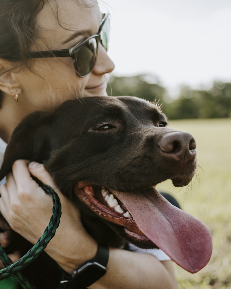 Cão feliz sendo abraçado na chegada